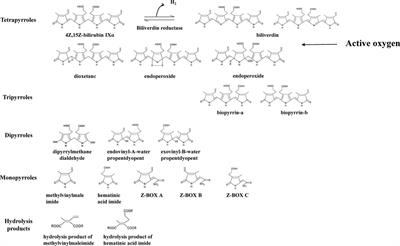 Fetal and neonatal bilirubin metabolism